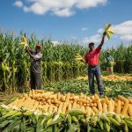 Top 10 Profitable Agricultural Businesses You Can Start in Nigeria.